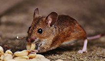 24 Hour & Emergency Exterminators in Huegely, IL